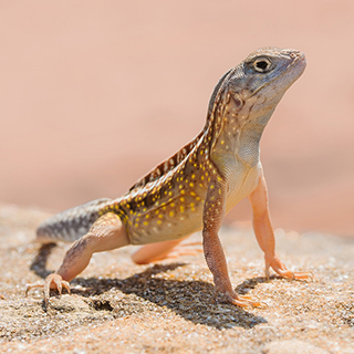Zombitse - Three-eyed lizard